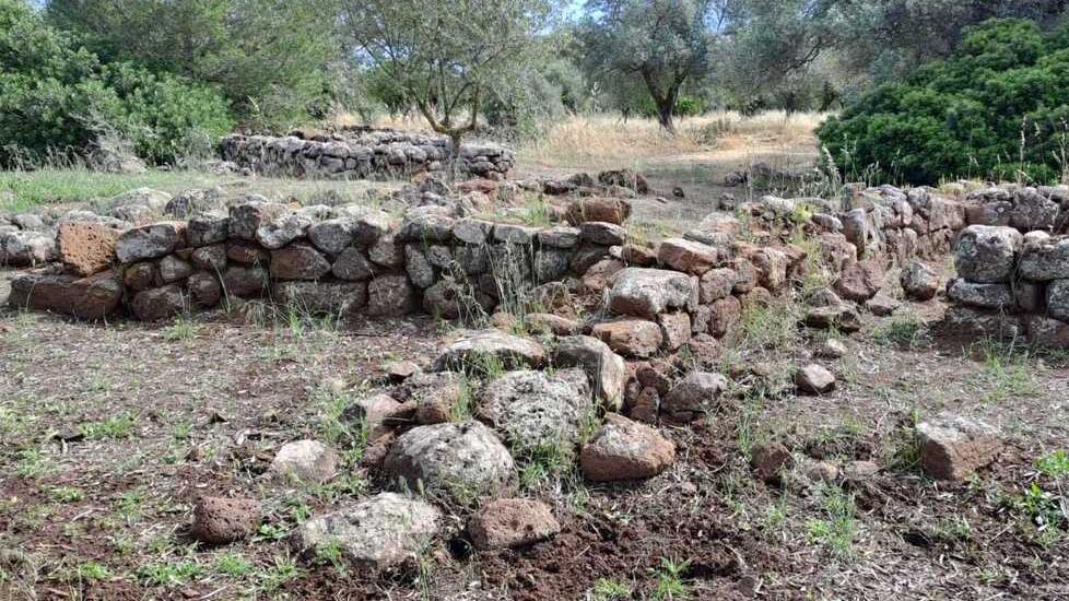 Assalto di cinghiali a Santa Cristina, da Paulilatino l’ordine di abbatterli