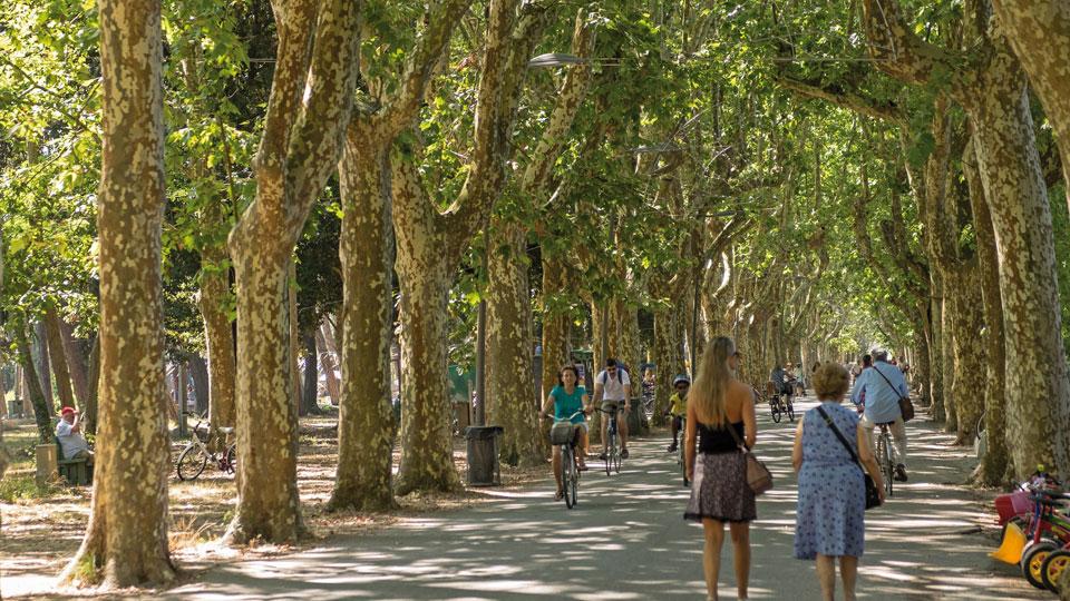 Viareggio, al via il piano del Comune per ridisegnare le pinete