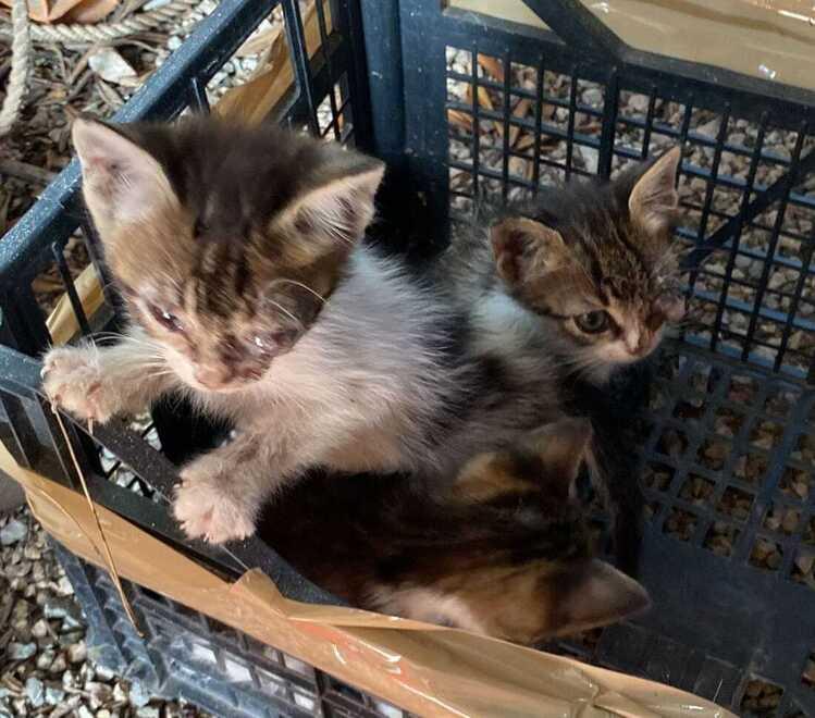 Orbetello, la crudeltà continua: altri 5 gattini gettati dentro ai cassonetti