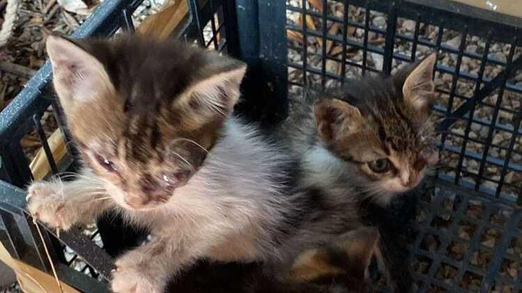 Orbetello, la crudeltà continua: altri 5 gattini gettati dentro ai cassonetti