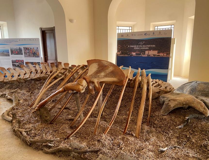 Il santuario dei mammiferi marini galleggia attorno alla  Sardegna