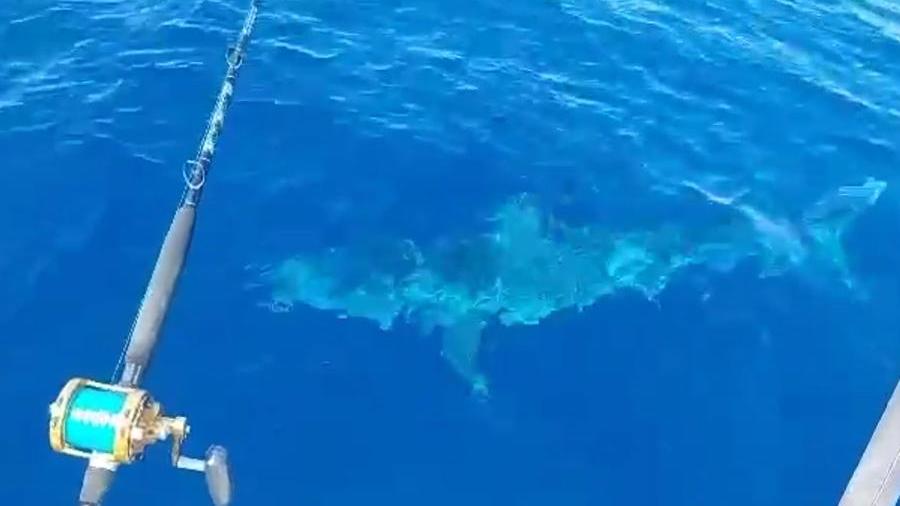 Lo squalo avvistato a Livorno