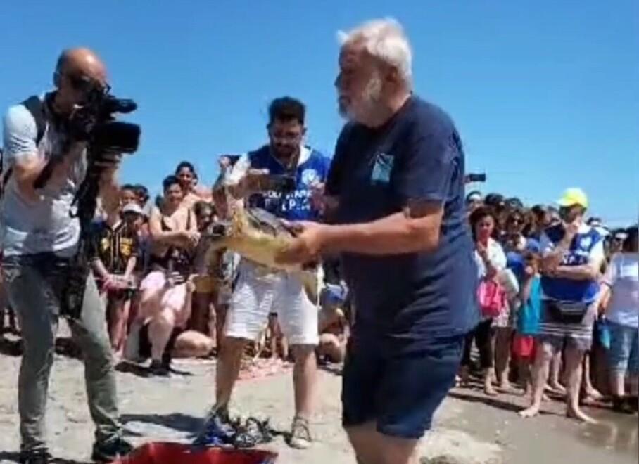 Lido Estensi, torna in mare la tartaruga curata: ma ai Lidi sempre più carcasse