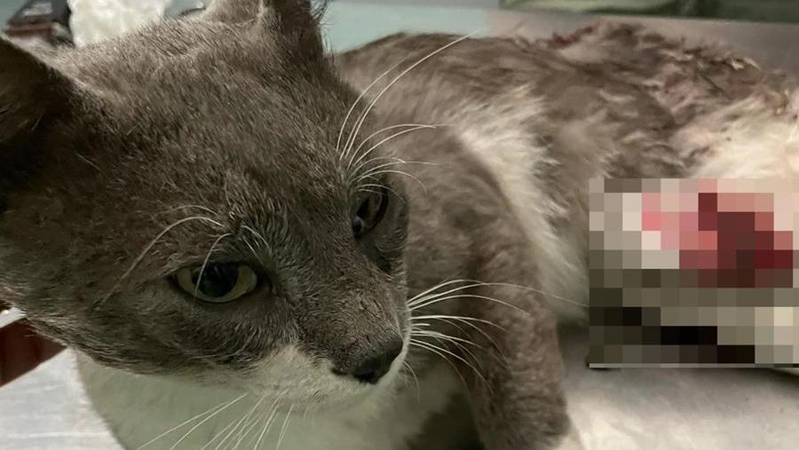 Il gatto Gastone ferito (foto dalla pagina Facebook "I mici di Pancole")