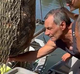 Il granchio blu arriva in spiaggia C’è chi li cattura e chi fugge