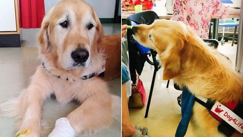 Bernardo in pensione dopo 8 anni: il cane grossetano che faceva ridere i pazienti