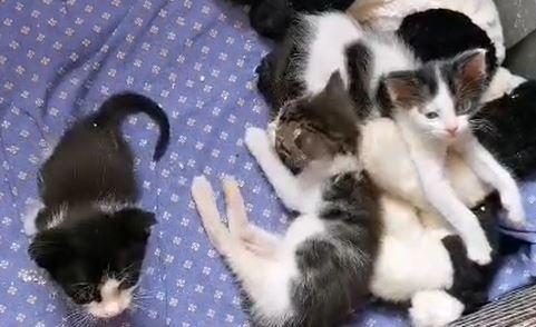 Boom di gattini in cerca di una nuova famiglia