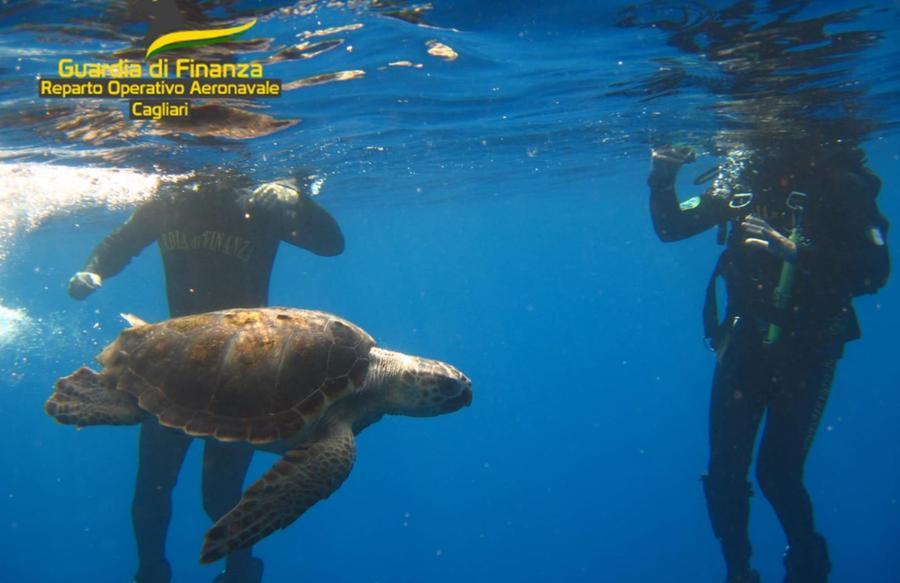 Pula, liberata una enorme caretta caretta