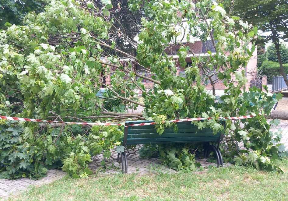 Carpi. Un grosso albero cade su una panchina: «È molto pericoloso»<br>
