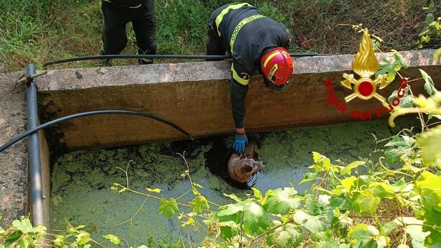 
	Il salvataggio del cane caduto in un vascone

