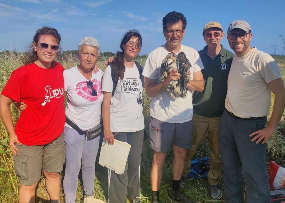 Anello e Gps per i tre baby falchi di Piombino. Il nome? Barbarossa, Benji e Bobo