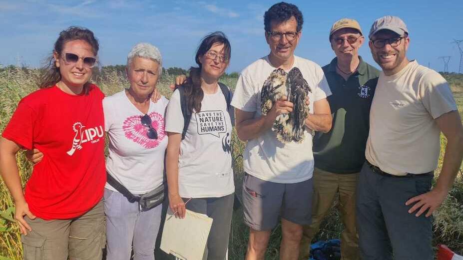 Anello e Gps per i tre baby falchi di Piombino. Il nome? Barbarossa, Benji e Bobo