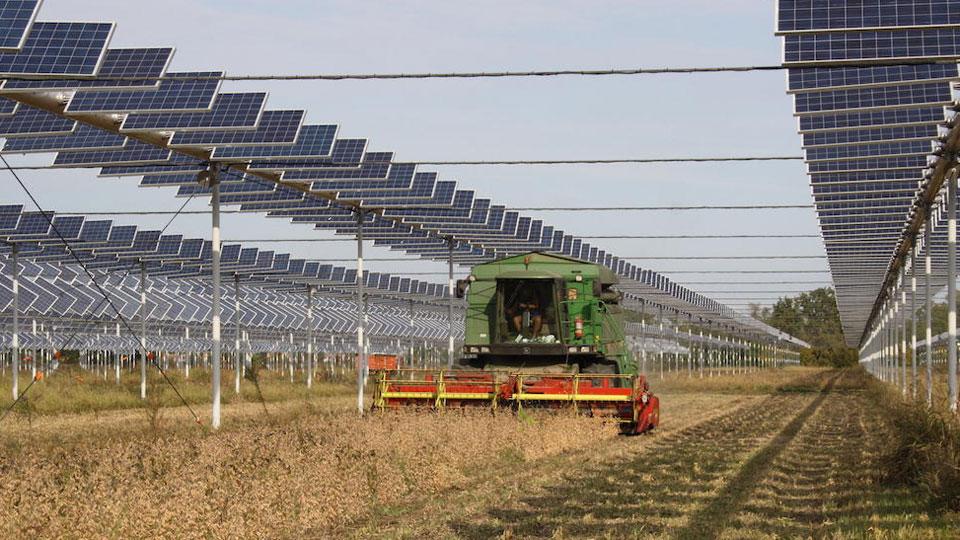 Rispescia, un parco agrivoltaico da 70 ettari in arrivo nell’azienda “Le Rogaie”