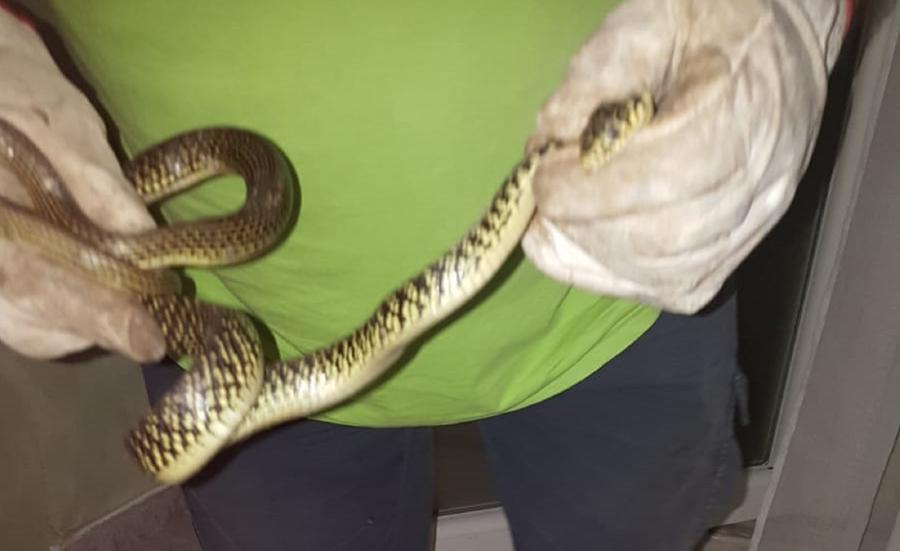 
	Il biacco salvato da un volontario Anpana

