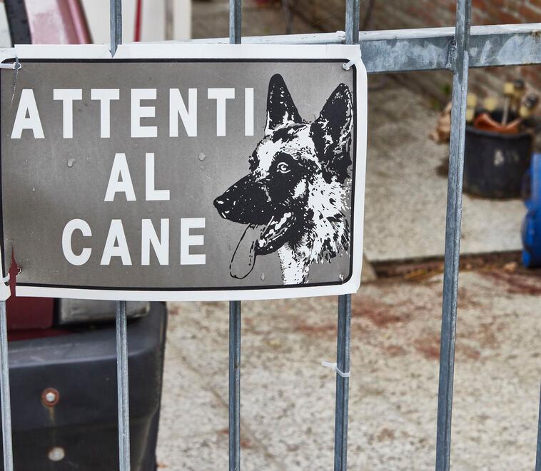 Morsa dal pitbull, è sotto choc a Cona. Cane soppresso? Ipotesi estrema