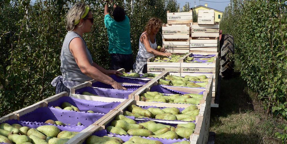 «Pere, dramma raccolti: -85%»