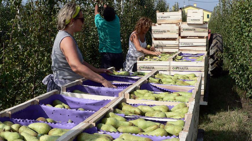 «Pere, dramma raccolti: -85%»