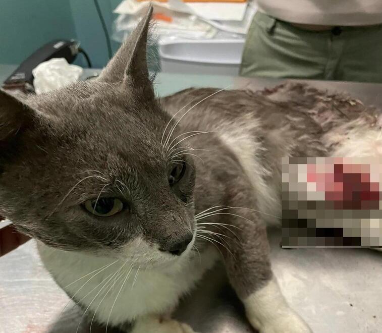 Il gatto ferito
