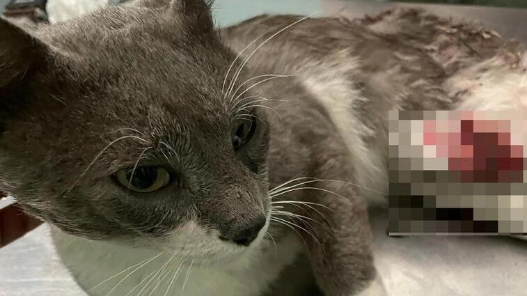 Il gatto ferito