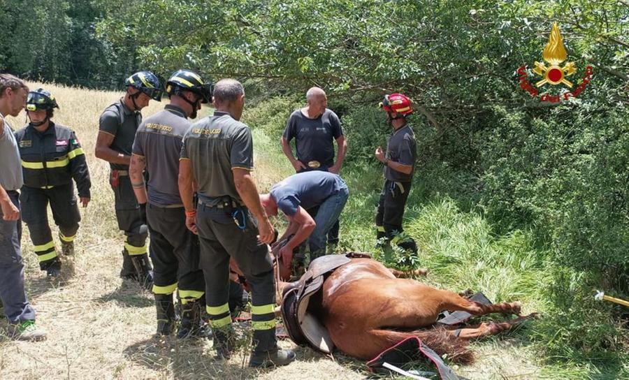 I vigili del fuoco salvano un cavallo scivolato in un fossato a Montemurlo: l’animale sta bene