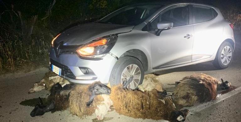 Auto travolge un gregge sulla Sassari-Osilo