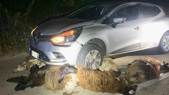 Auto travolge un gregge sulla Sassari-Osilo