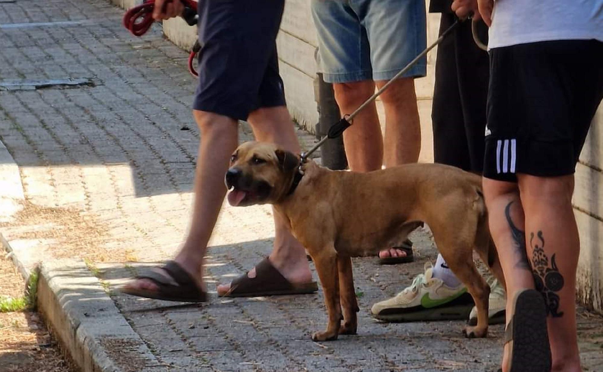 Il pit bull che ha ucciso la barboncina