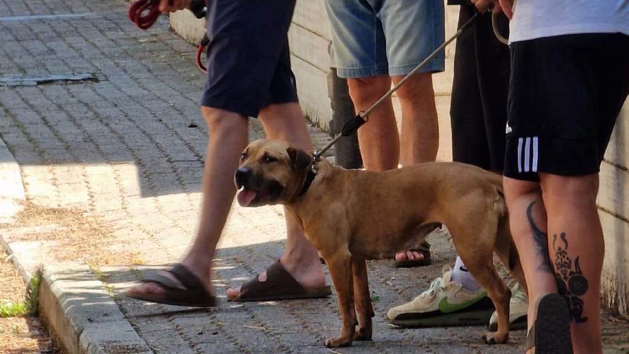 Il pit bull che ha ucciso la barboncina