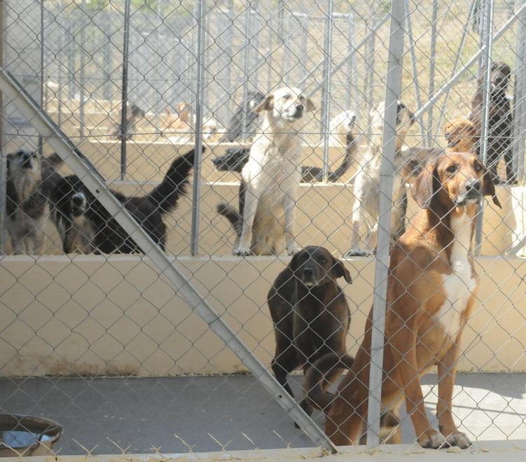 Sempre di più i cani abbandonati a Sassari: «Servono adozioni» 