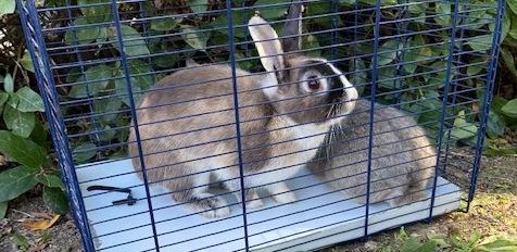 Modena, i conigli del parco XXII Aprile sono troppi. Ora scatta il trasloco verso Concordia 