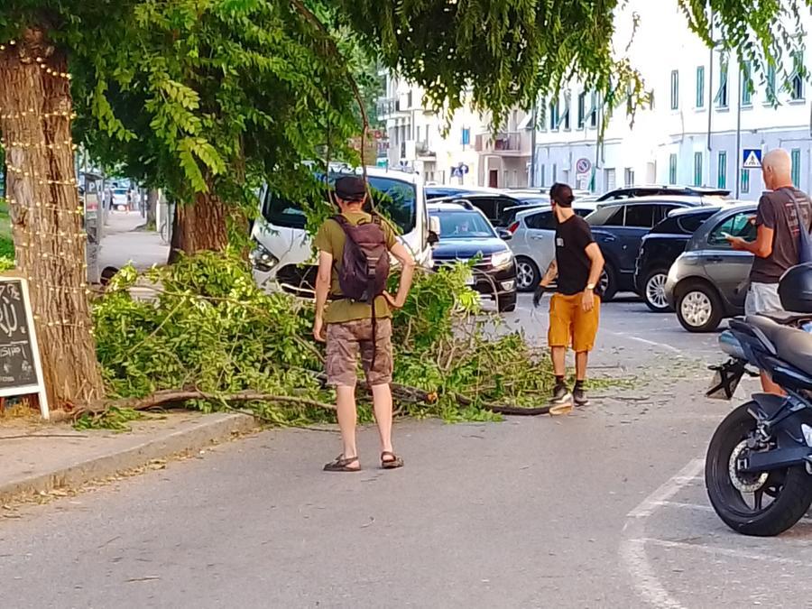 Paura in piazza Mazzini: crolla un albero