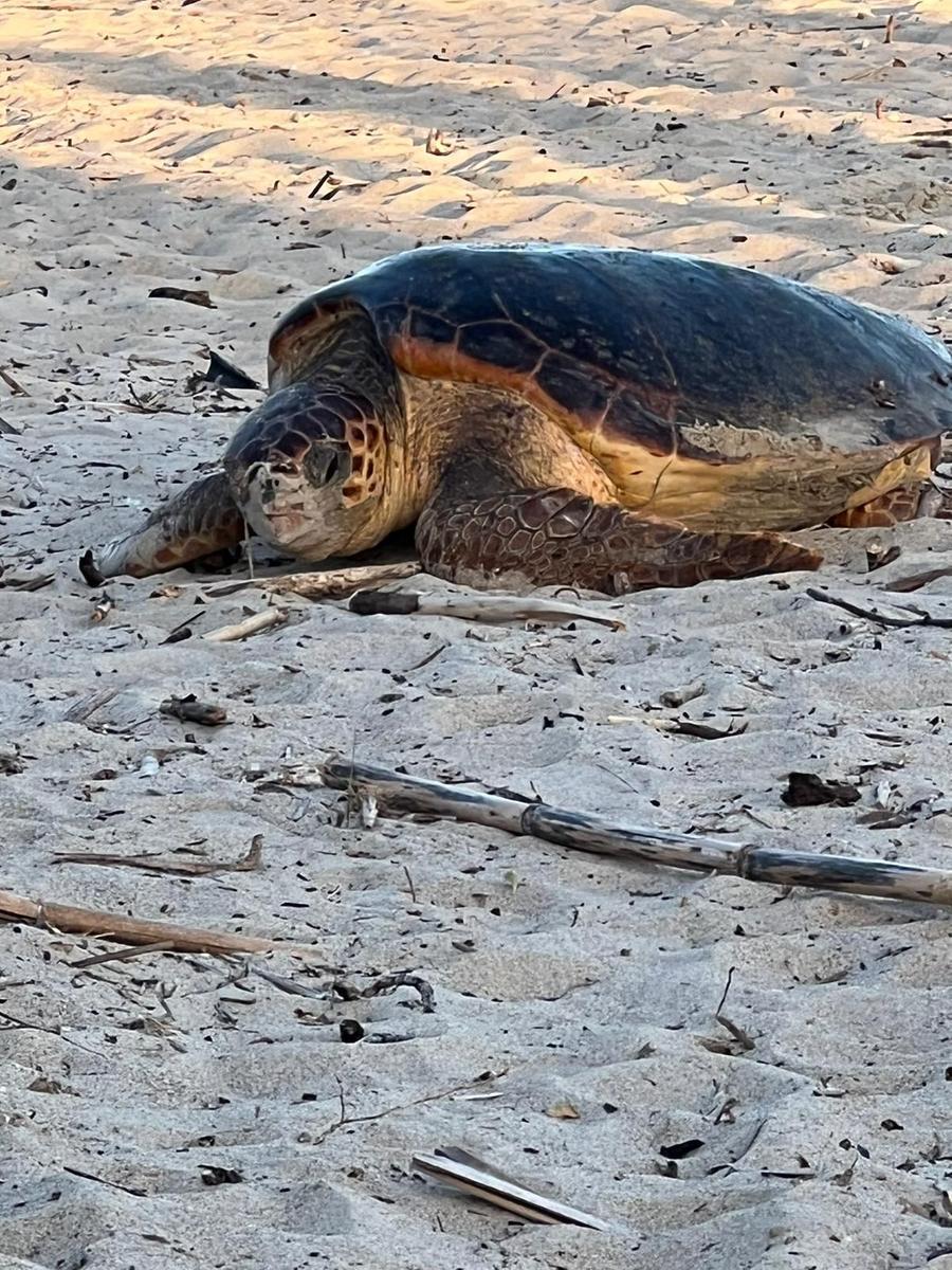 Piombino, la tartaruga Caretta Caretta sceglie la spiaggia del Pino per nidificare – Il video