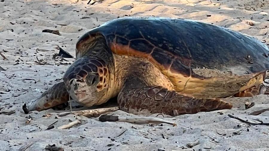 Piombino, la tartaruga Caretta Caretta sceglie la spiaggia del Pino per nidificare – Il video