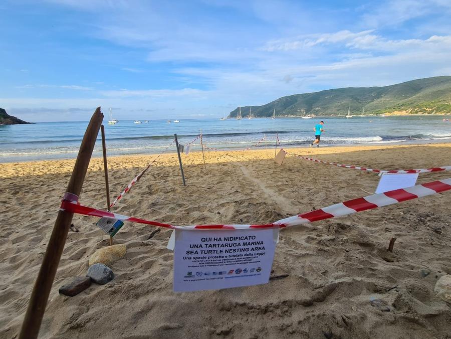 È l’estate delle tartarughe, “Pancrazia” ha deposto le uova sulla spiaggia di Lacona