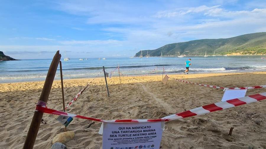 È l’estate delle tartarughe, “Pancrazia” ha deposto le uova sulla spiaggia di Lacona