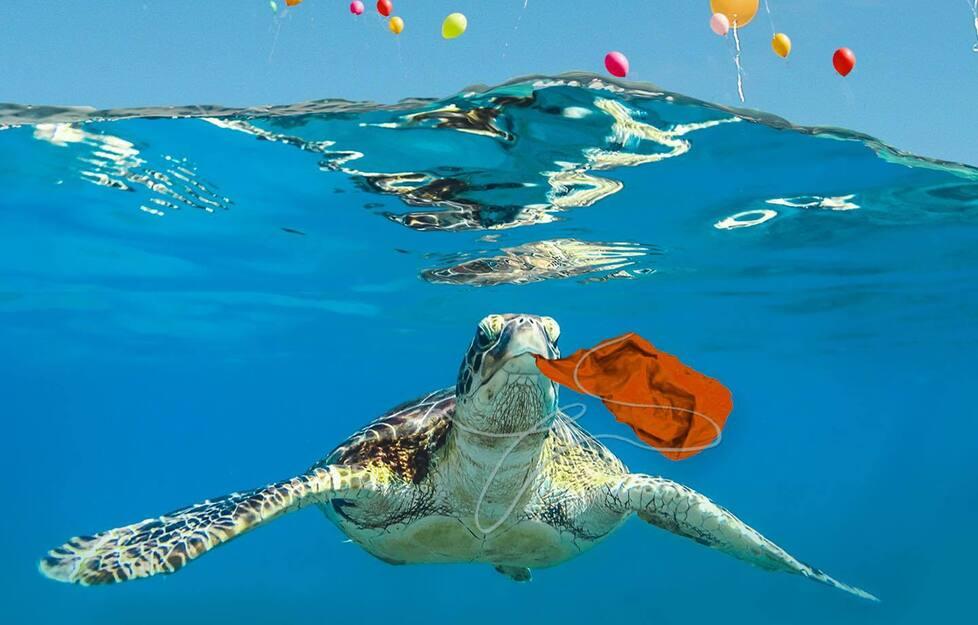 Foche, tartarughe marine e gli effetti dei palloncini