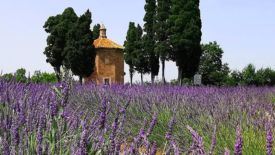 Profumo di lavanda, a Bolgheri i filari viola: virali gli scatti dei campi a San Guido