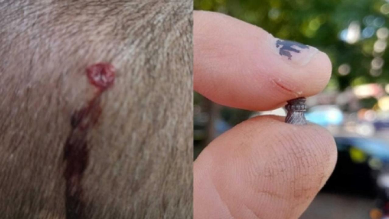 Il foto nella testa della piccola e il proiettile