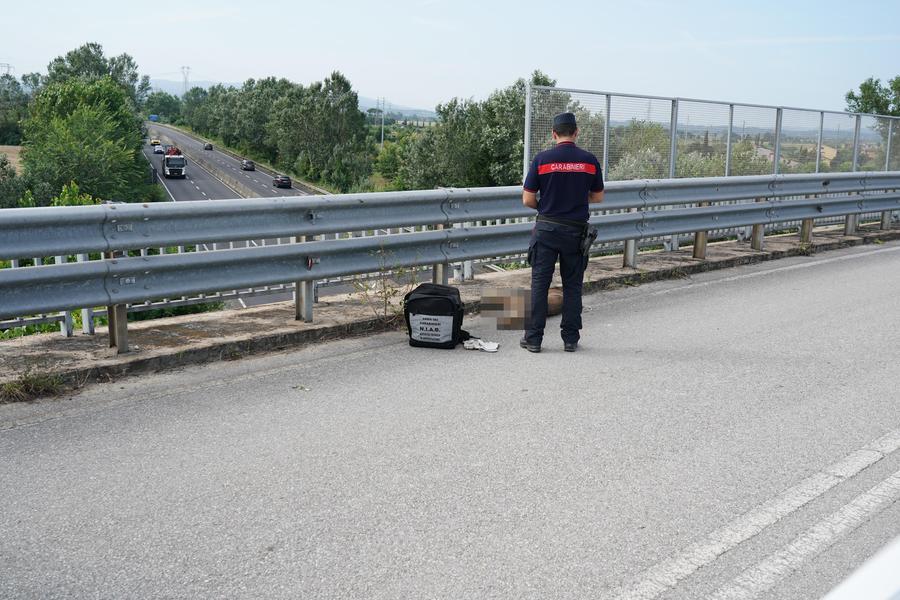 
	Il cane ibrido trovato impiccato (foto Franco Silvi)


