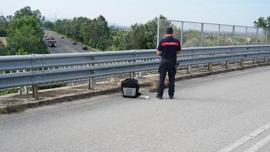Il cane ibrido trovato impiccato (foto Franco Silvi)