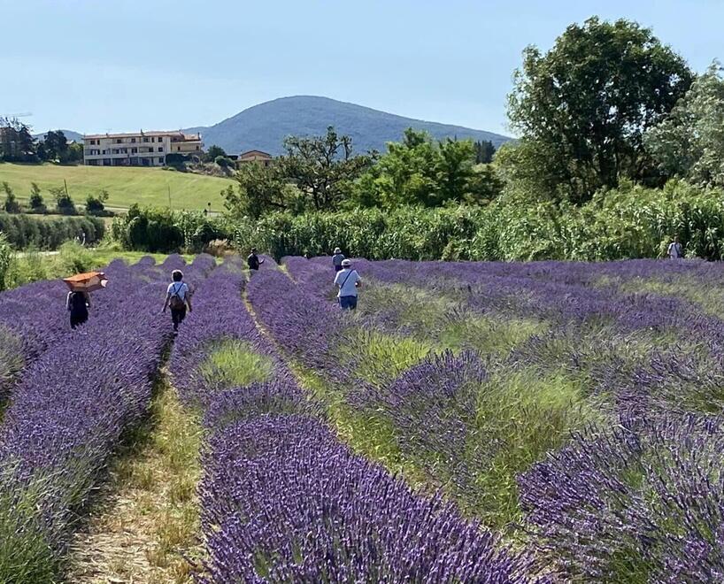 Il trionfo della lavanda con Flora: evento a Pieve di Santa Luce