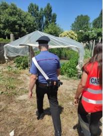 Mesola, coltiva marijuana: 40enne arrestato