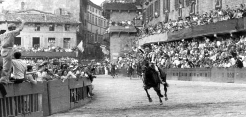 Uberta la super cavalla di Mores che divenne la regina del Palio