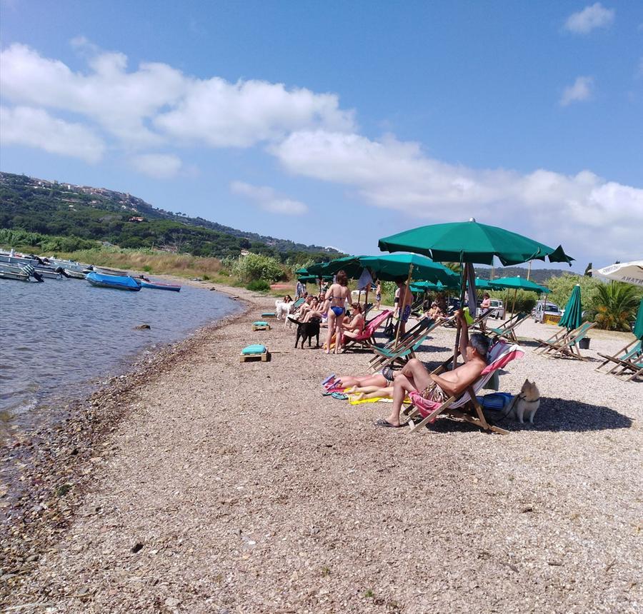 
	Un dettaglio della spiaggia per cani di Mola

