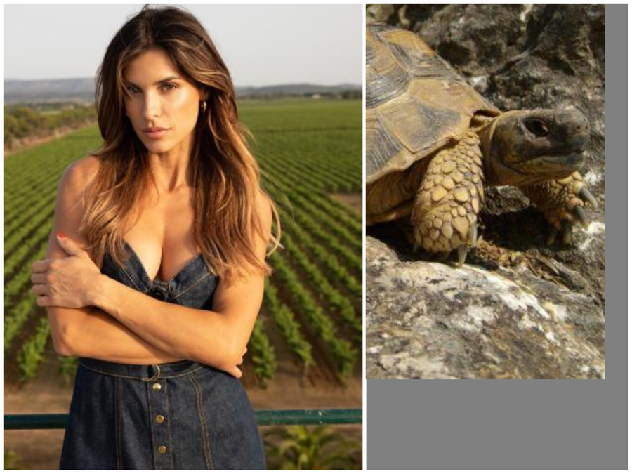 Elisabetta Canalis in auto con la figlia in Gallura blocca il traffico e salva una tartaruga