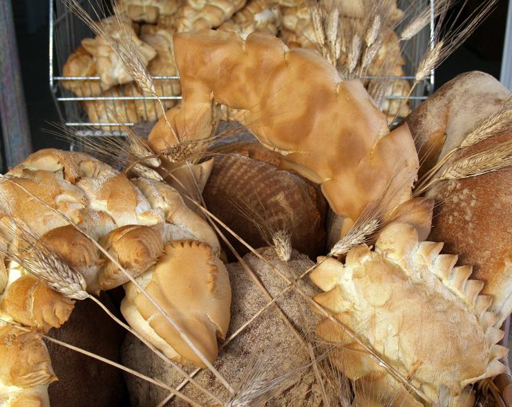 Grano sardo, le strategie per salvarlo