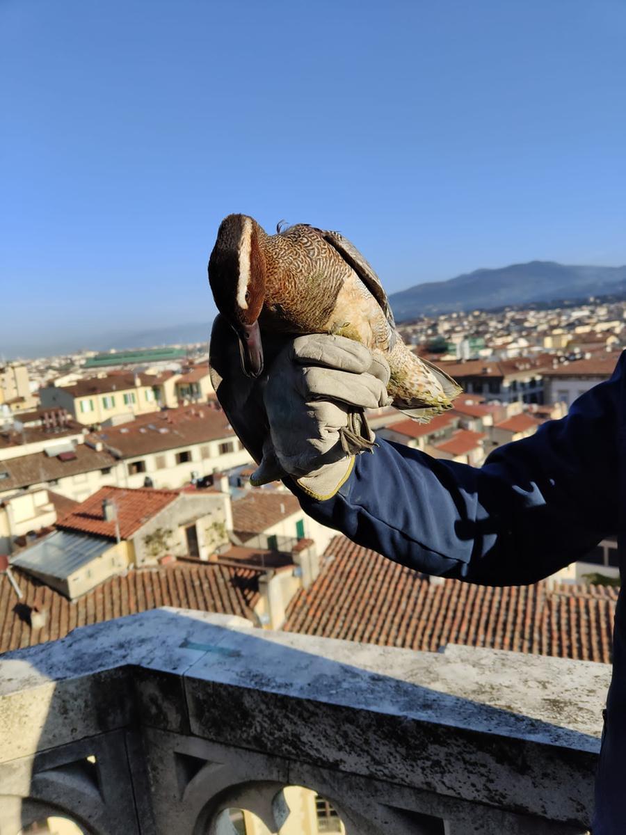 Firenze, curata e liberata l’anatra marzaiola ferita ad un’ala ritrovata sotto la Cupola del Brunelleschi – Video