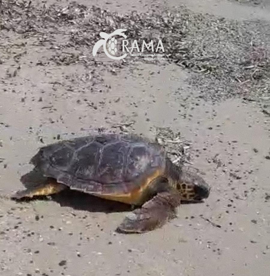 
	Una Caretta Caretta (foto d'archivio)

