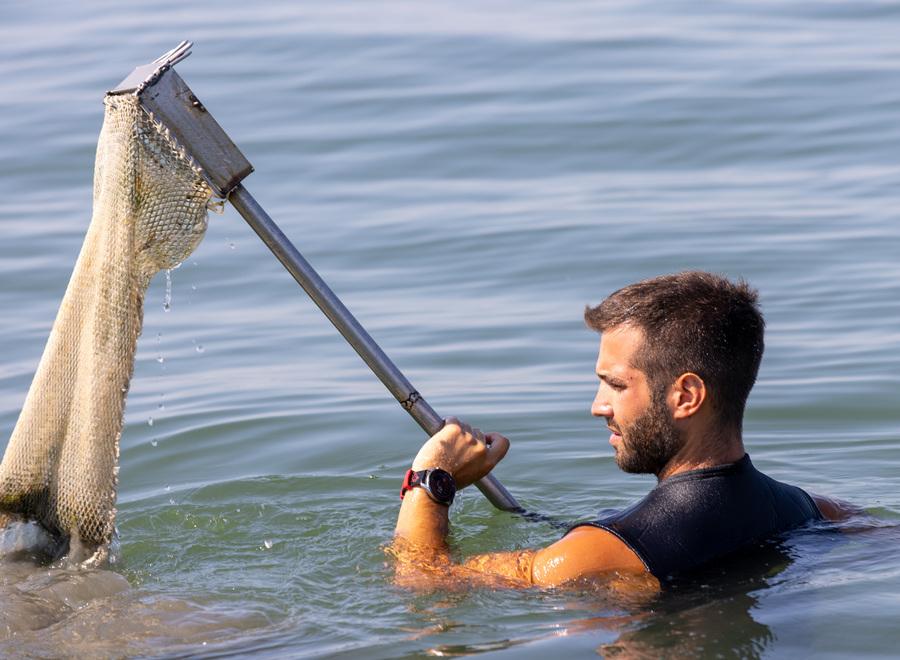 Goro. Il granchio blu può essere catturato<br type="_moz" />
