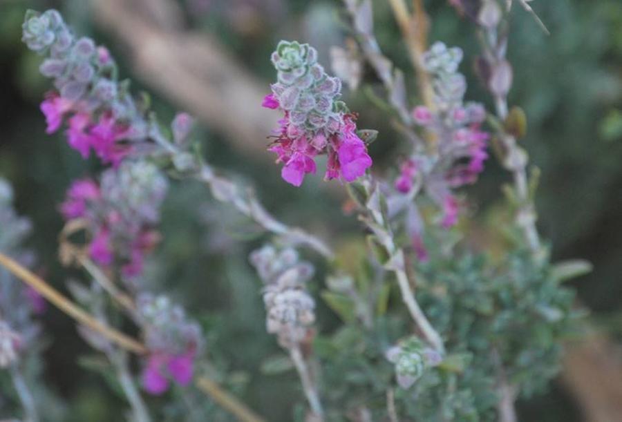 Dall’erba gatta un insetticida naturale, i risultati di una ricerca fatta a Sassari